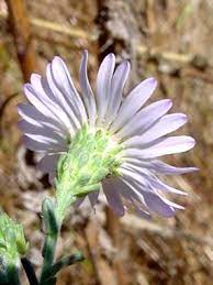 San Bernardino Aster