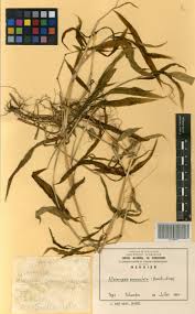 Image result for Alloteropsis paniculata