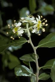 Image result for Quillaja saponaria