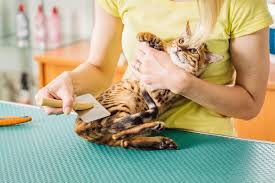 But that doesn't mean cats don't need regular brushing, nail trimming and, in some cases, bathing. Cat Groomer What To Expect When Taking Your Cat To Get Groomed
