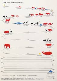 Chart Showing The Average Life Spans Of Animals Infographic Data Visualization Infographic Design