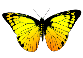 Choose your favorite orange butterfly drawings from millions of available designs. Butterfly Clipart