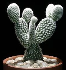 Quieres conocer el significado de los cactus en el hogar? Opuntia Microdasys El Cactus Con Orejas De Mickey