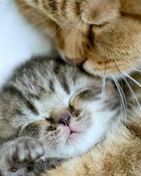 Cats And Kittens On Instagram 1st February 2018 We Love Cats And Kittens Cute Cats Kittens Cats