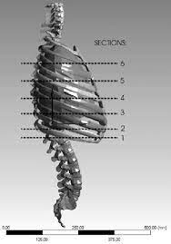 Rib cage (plural rib cages). Cross Sections Through The Rib Cage That Were Considered In The Study Download Scientific Diagram