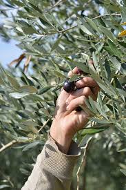 Epingle Par Vignolis Cooperative Du Nyonsa Sur Recolte Des Olives Noires De Nyons Olives Noires Recolte Olives