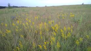 Image result for Solidago
