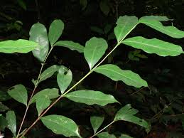 Image result for Coffea ligustroides