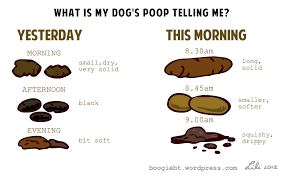 what is my dogs poo telling me boogies blog