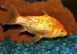 Common Goldfish Carassius Auratus Goldfish Information