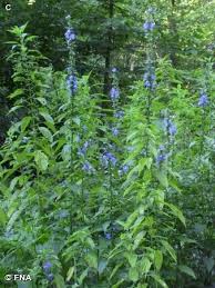 Tall Bellflower Campanula Americana Bellflower Family Campanulaceae Bellflower Campanula Wild Flowers