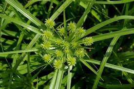 Image result for Cyperus ruwenzoriensis