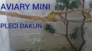 Burung yang cocok untuk aviary. Kandang Aviary Mini Isi Burung Pleci Dakun Youtube