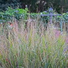 Image result for Aizoon virgatum