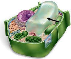 Under watered plants don't have full central vacuoles and thus look limp or wilted. Central Vacuole By Fernando Arenas Infographic