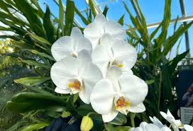 See more of flowers, etc. 6 Gorgeous Gardens Where You Can Smell The Flowers In Wny Step Out Buffalo