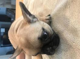 Maybe you would like to learn more about one of these? Ckc Registered French Bulldog Puppies For Sale In Mebane North Carolina Classified Americanlisted Com