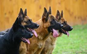 Dog Business In Nigeria Can Make You Money Owogram