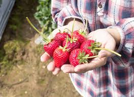 This Is Why Eating Strawberries Is So Good For Your Skin