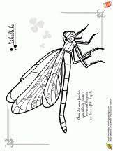 Coloriage Les Petites Betes Sur Hugolescargot Com Coloriage Insectes Dessin Libellule Coloriage