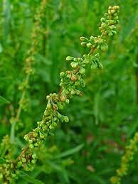 Image result for Rumex crispus