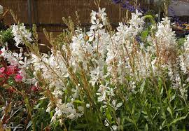 Image result for Oenothera lindheimeri