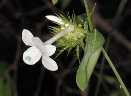 Image result for Barleria elegans