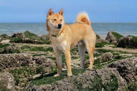 The shiba inu is a small, compact, agile furry dog that looks like a miniature akita. Shiba Inu Full Profile History And Care