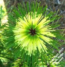 Image result for Hunteria densiflora