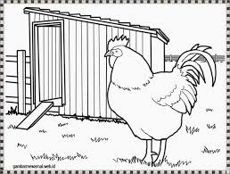 Gambar Mewarnai Ayam Jantan Halaman Mewarnai Gambar Warna