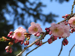 Favoring full sun, it is hardy in usda zones 4. Hd Wallpaper Japanese Cherry Spring Pink White Flowers Branch Tree Wallpaper Flare
