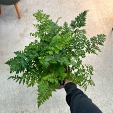 Image result for Rumohra adiantiformis