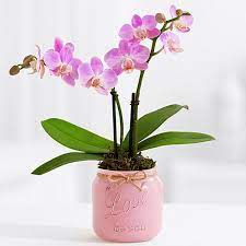 Orchids At Tesco Orchids Orchids Orchid Plants Orchid Care