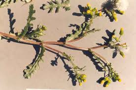 Image result for Senecio vulgaris