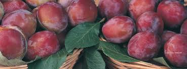 Controlling pests with their natural enemies, including parasites, predators, diseases and competing organisms, is called biological control. The Plum Demonstration Centre Ahdb