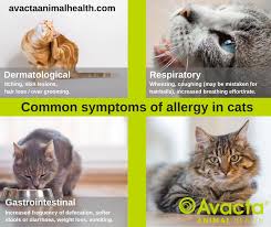 your guide to managing cat allergies