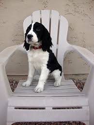 In 1913, the english springer spaniel made its way to the united states and, over the course of the following decade, the breed became one of the most popular in america. Pin By Tina Chamberlain On Lexie Akc Dog Shows English Springer Spaniel Puppy Spaniel Breeds