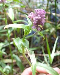 Image result for Floscopa glomerata