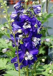 Candle Larkspur Delphinium Pacific Giants King Arthur Delphinium Elatum Part Of Th Delphinium Larkspur Beautiful Sights