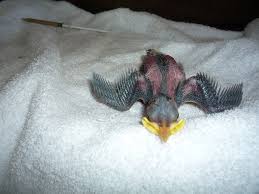 European Starling Baby Growth Chart Crittertude