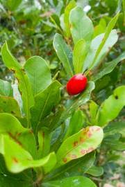 Image result for Pentadiplandra brazzeana