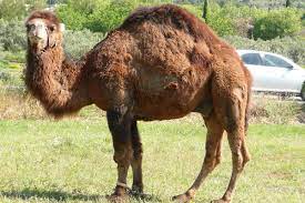 You can also add a definition of dromedary yourself. Dromedary Wiktionary