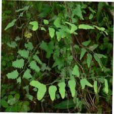 Image result for Lygodium microphyllum