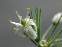 Image result for Asparagus minutiflorus