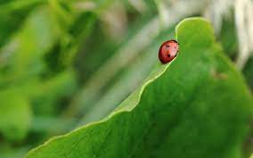 In this post, i will talk about when and how to release ladybugs, and give you. How To Attract Ladybugs To Your Garden And Keep Them There Drake S 7 Dees