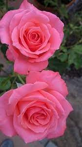 Two Pink Roses Pink Rose Nature Flowers Roses Beautiful Rose Flowers Rose Flower Beautiful Pink Flowers