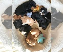 Cavalier king charles spaniel martini melrose 13x19 dog art print artist ksams. Cavalier King Charles Spaniel Puppies For Sale Near Dallas Texas Usa Page 1 10 Per Page Puppyfinder Com