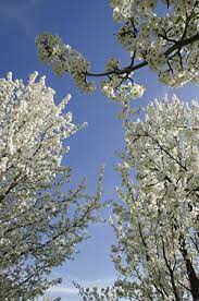 This tree is a hybrid between two native serviceberries, downy serviceberry (amelanchier arborea) and alleghany serviceberry (amelanchier. Common Types Of Trees In Chicago Il Northwest Suburbs