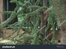 Image result for Euphorbia didiereoides