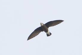 the white throated needletail also known as needle tailed swift or spine tailed swift is a large swift in the ge white throated needletail animals horizontal